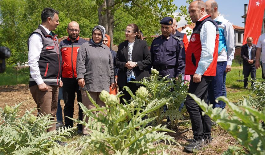 Bartın’da İlk Kuşkonmaz Hasadı Yapıldı, Enginar Yolda