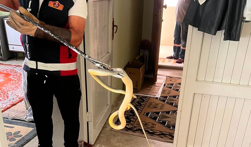 Bartın'da Eve Giren Dev Yılan Yakalandı