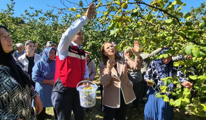 Bartın’da fındıkta rekolte arttı, kokarca alarmı sürüyor