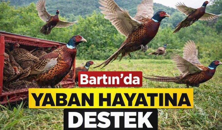 Bartın’da yaban hayatına 300 sülünlük destek!