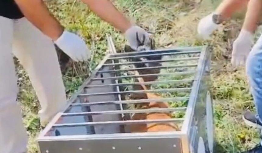 Yaralı karaca tedavisinin ardından doğaya salındı