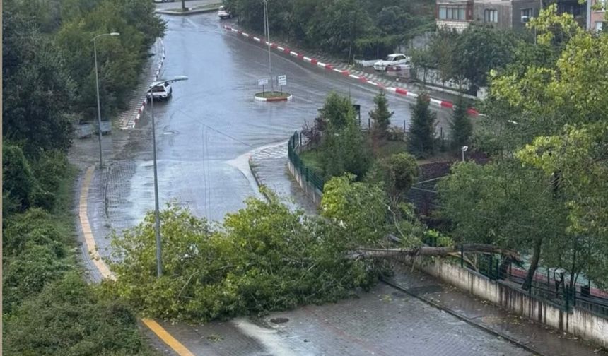 Bartın'da kuvvetli rüzgar; ağaçlar devrildi