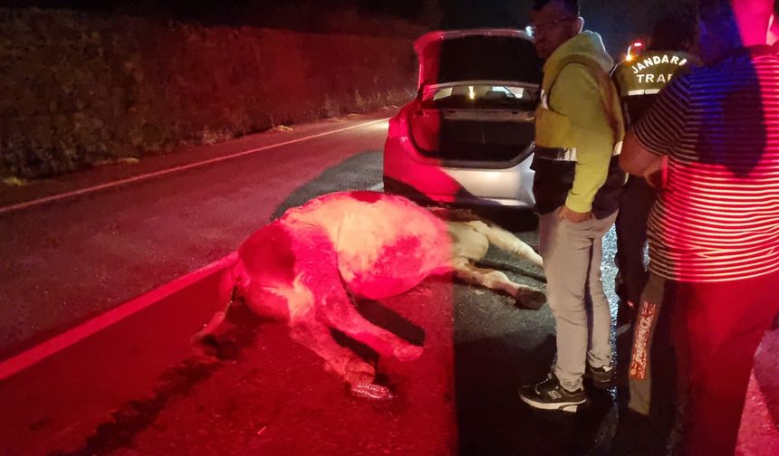 Otomobilin Çarptığı Hayvan Telef Oldu, Sürücü Yaralandı