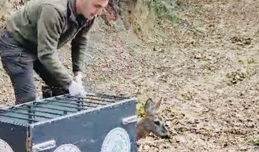 Bartın’da Otomobilin Çarptığı Karaca Doğaya Salındı