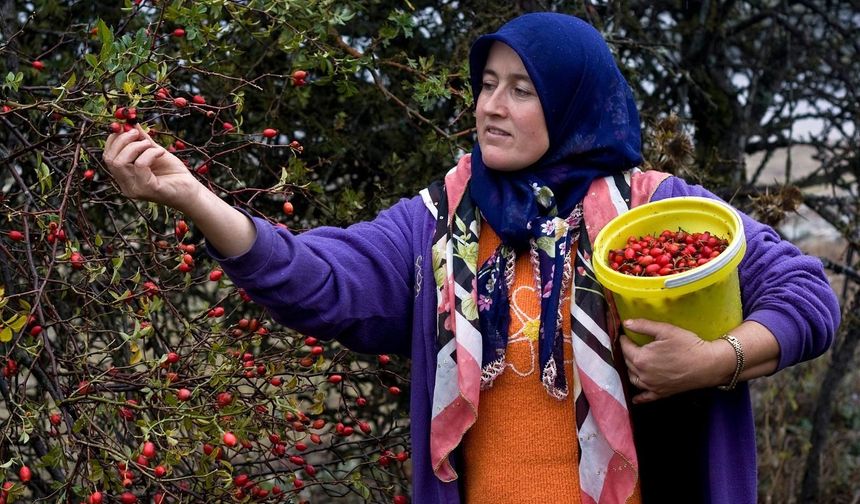 Bartın’ın Kızılcığı Ekonomiye Milyonlar Kazandırıyor