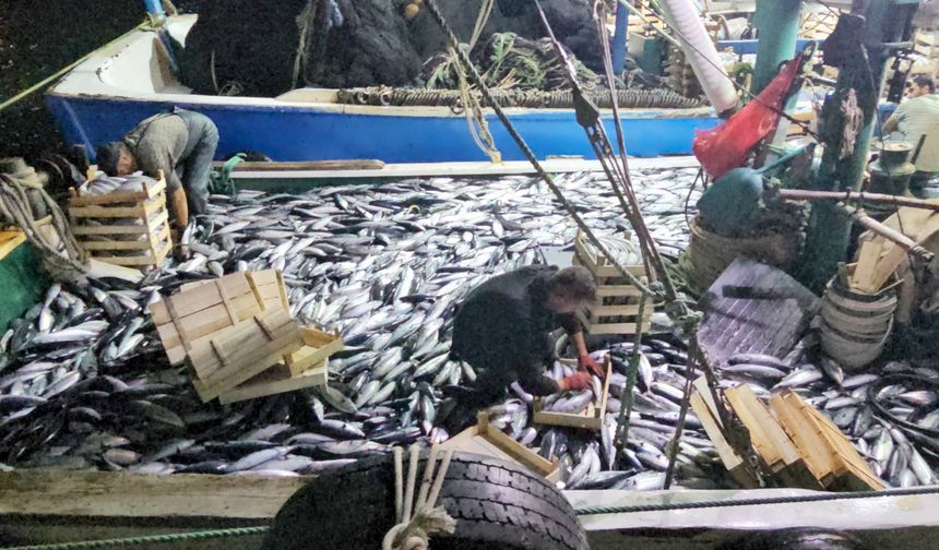 Karadeniz'den Palamut Fışkırıyor